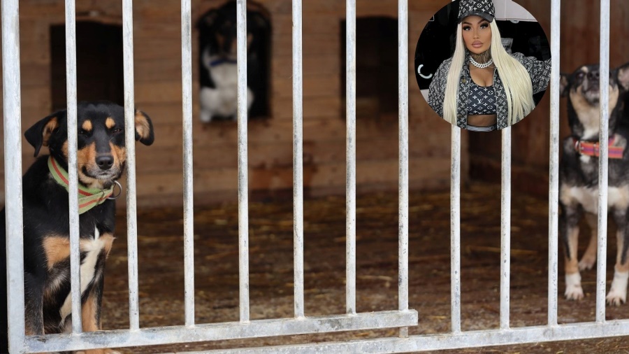 Schronisko w Pawłowie odpiera zarzuty celebrytki